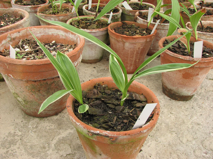 Фото орхидеи Bletilla striata alba