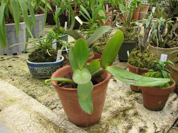Фото орхидеи Laeliocattleya Imperial Charm 'Sato'