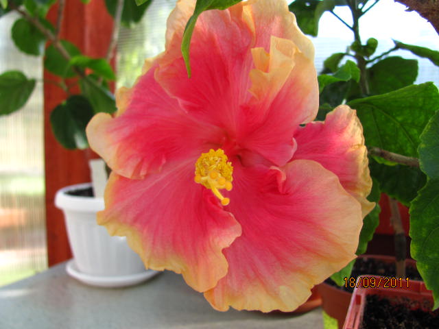 цветы, дача... 204.jpg