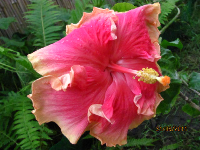 гибискусы, вау! 005.jpg