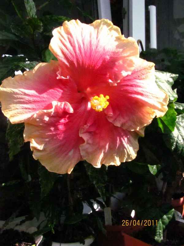 Hawaiine Sanset 0.jpg