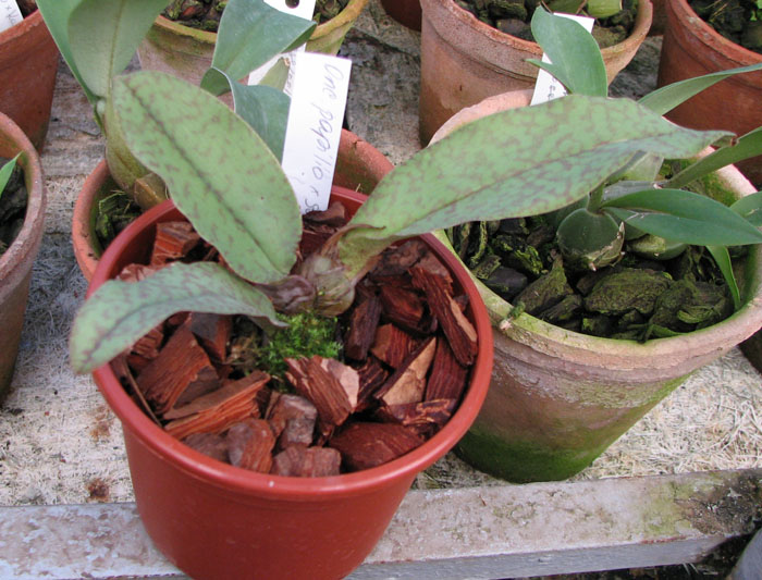 Фото орхидеи Psychopsis Butterfly