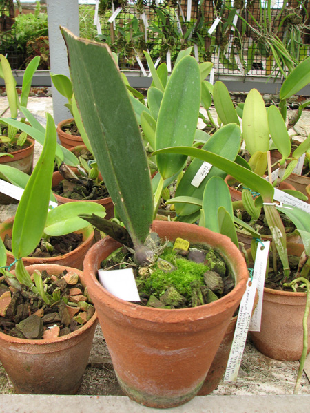 Фото орхидеи Psychopsis Kalihi 'Big'