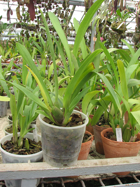 Фото орхидеи Cambria mix