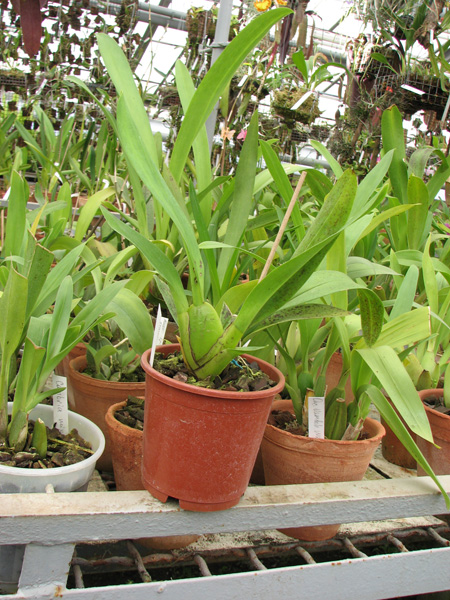Фото орхидеи Odontoglossum trilobum x Odontocidium Tiger Glow