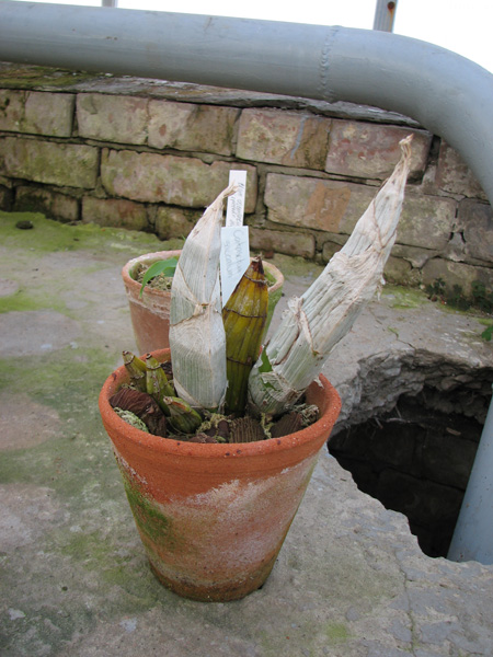 Фото орхидеи Catasetum saccatum