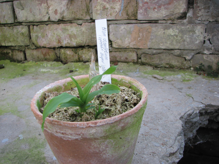 Фото орхидеи Catasetum osculatum (spoted x super spoted)