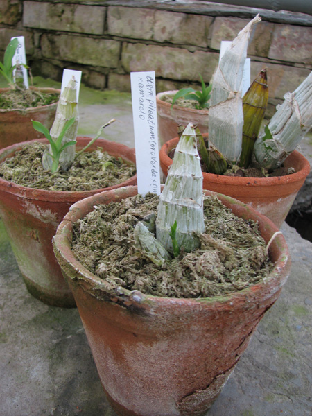 Фото орхидеи Catasetum pileatum (('Imperialles' x 'Oro Verde') x (amarelo))