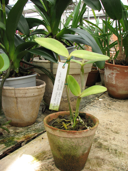 Фото орхидеи Cattleya intermedia aquini alba 'Neve' x Cattleya intermedia aquini alba 'Sublime'