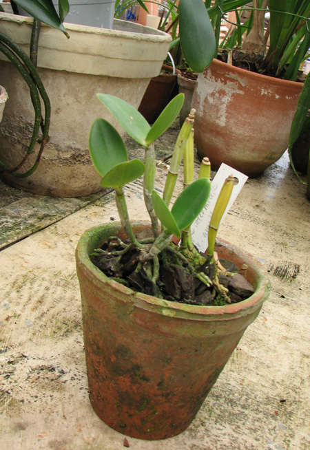 Фото орхидеи Cattleya intermedia amethystina