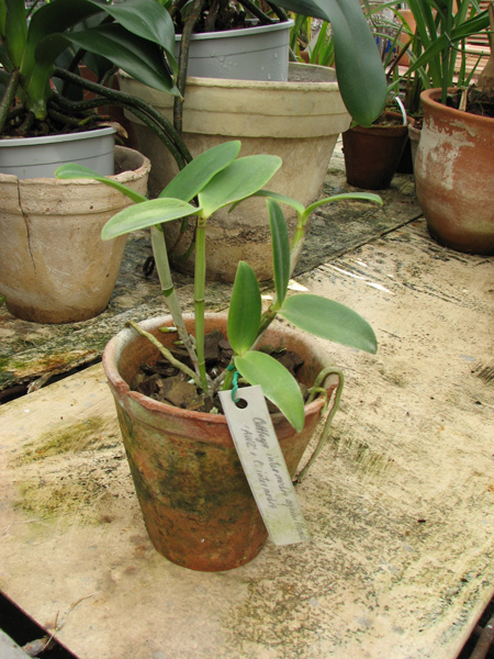 Фото орхидеи Cattleya intermedia aquini-flamea 'AWZ' x Cattleya intermedia