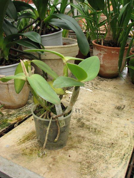 Фото орхидеи Cattleya intermedia var. orlata 'Rio'