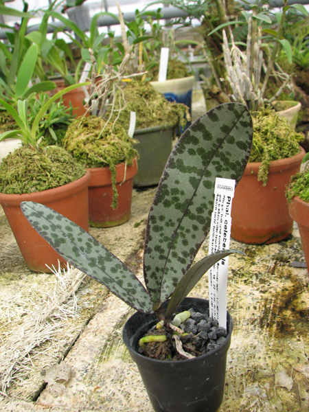 Фото орхидеи Phalaenopsis celebensis