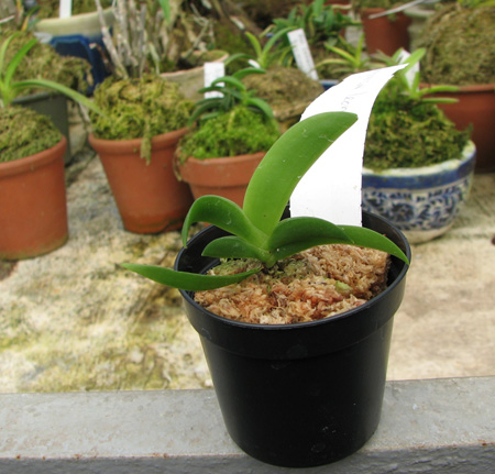 Фото орхидеи Angraecum leonis