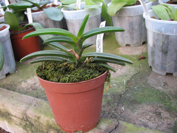 Фото орхидеи Neostillis Pinky 'Starry Night'