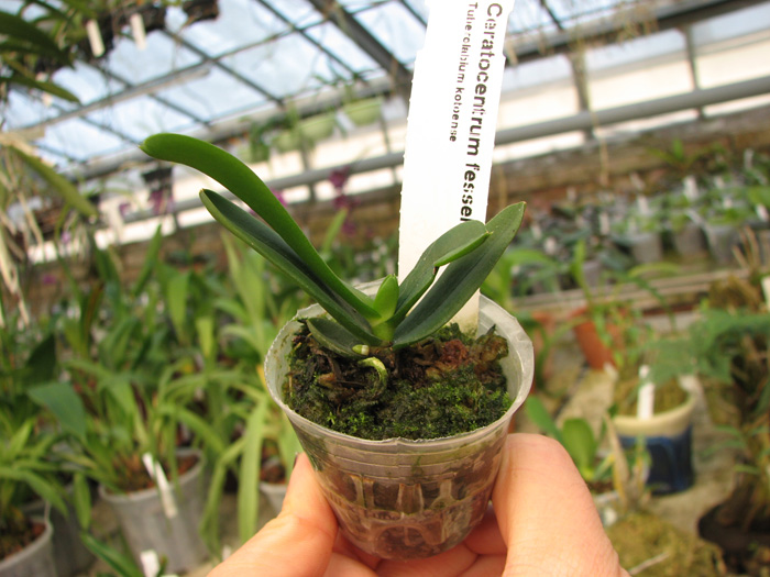 Фото орхидеи Ceratocentron fesselii x Tuberolabium kotoense