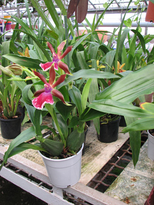 Ароматная орхидея Zygopetalum 'Rhein Moonlight' фото