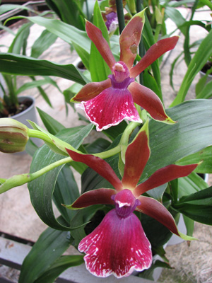 Фото орхидеи Zygopetalum 'Rhein Moonlight'