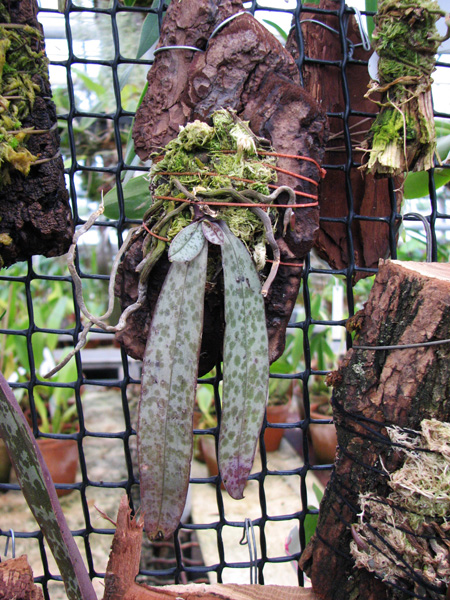 Фото орхидеи Phalaenopsis lindenii