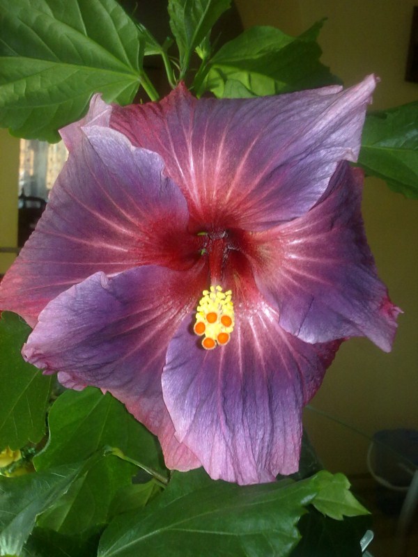 23092011065 (600 x 800).jpg