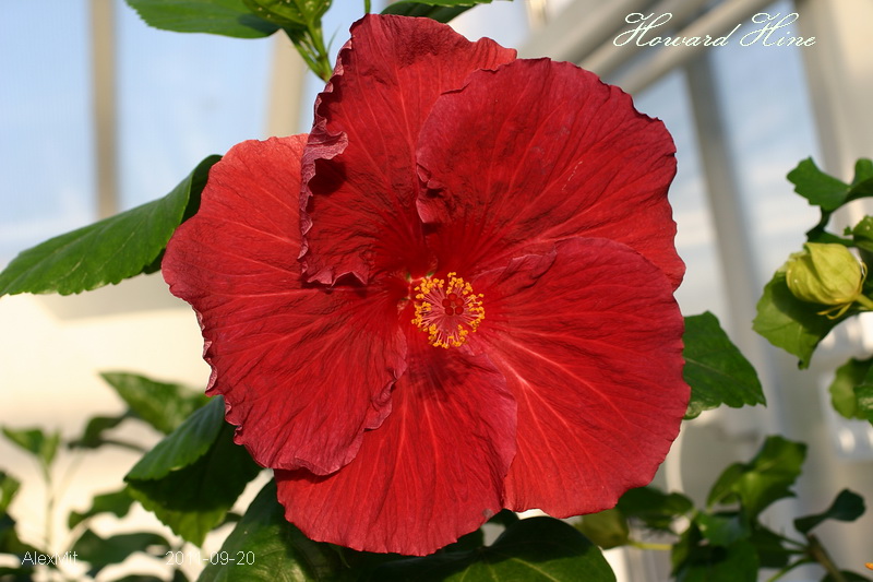 Комментарий к файлу: На самом деле - название Howard Hines, но я написал как на лейбочке а посмотреть как правильно называется поленился... Теперь ленюсь исправлять :))