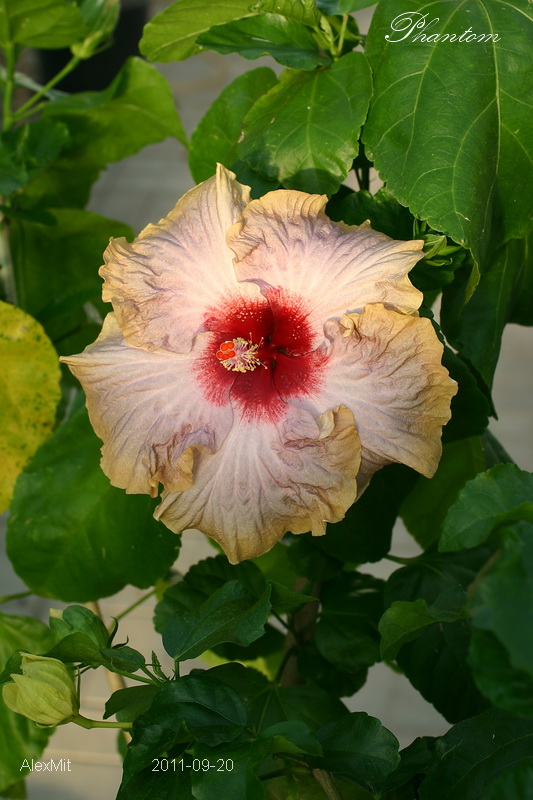 Этого сорта еще не было в фотоархиве. Хидден. Снимок недостаточно точно показывает цвет центральной части - она более серозеленая