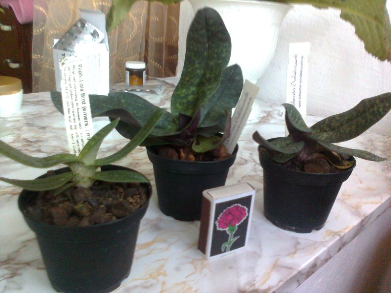 Швертер 23 сентября 2011.jpg