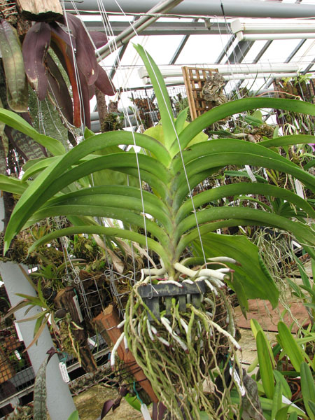 Фото орхидеи Vanda Rose Davis x Vanda Dr. Anek