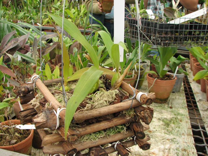 Фото орхидеи oelogyne cristata var. hololeuca