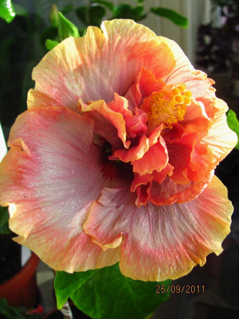 гибиски 001.jpg