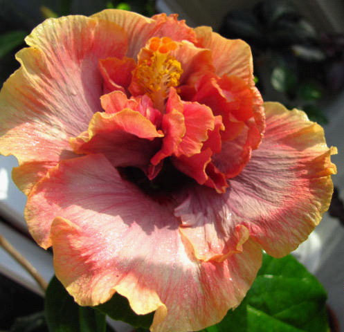 гибиски 003.jpg