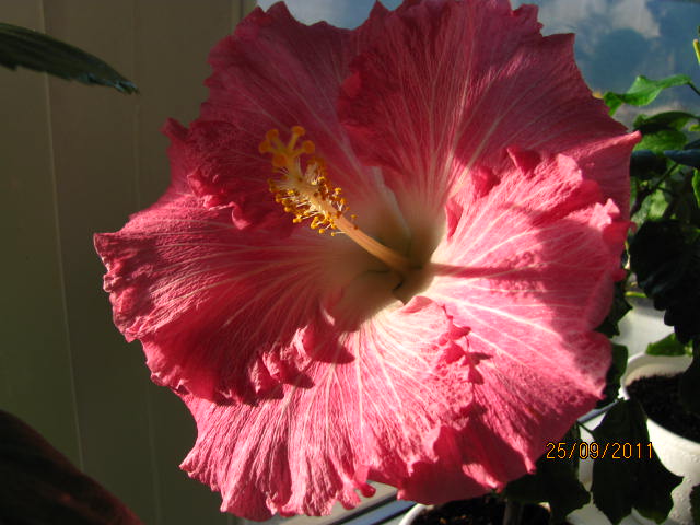 гибиски 008.jpg