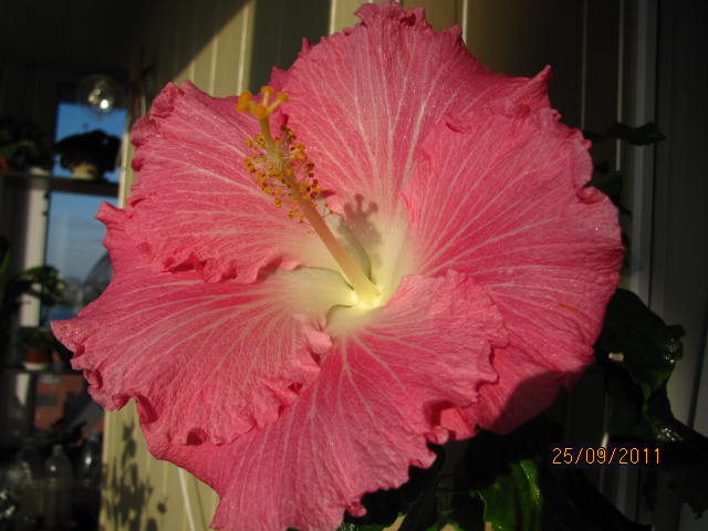 гибиски 009.jpg