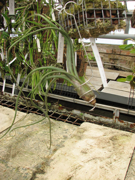 Подвес пружинный.jpg