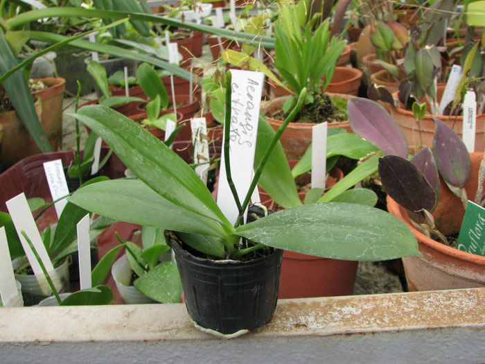 Миниатюрная орхидея Aerangis citrata с цветоносами