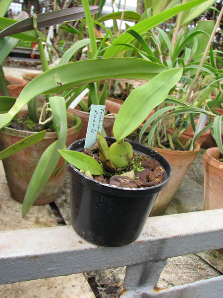 Фото орхидеи Trichopilia suavis