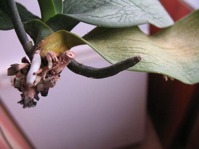 IMG_0989q (Small).jpg