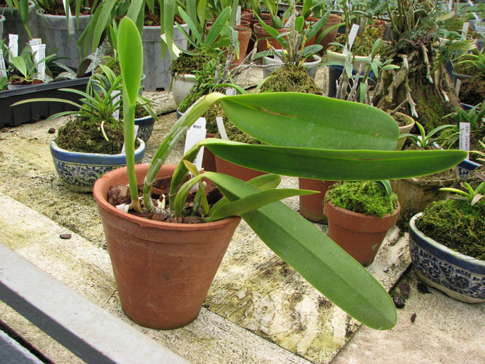 Орхидея Laeliocattleya C G Roebling 'Blue Indigo'