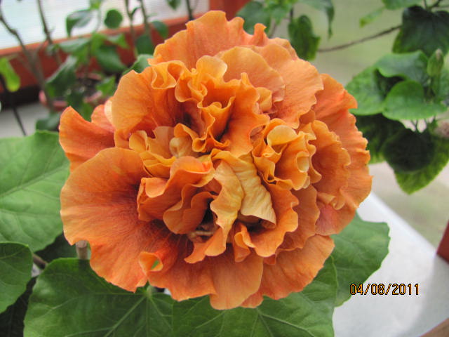 это что то 063.jpg