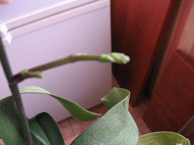 IMG_0990q (Small).jpg