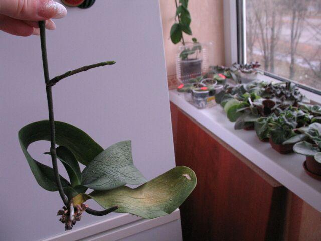 IMG_0992q (Small).jpg