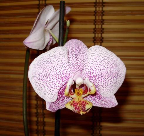 Орхидея Phalaenopsis hybrid