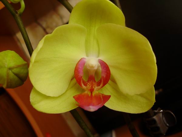 Орхидея Phalaenopsis hybrid