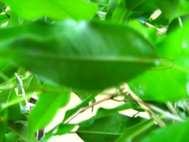 Изображение 061.jpg