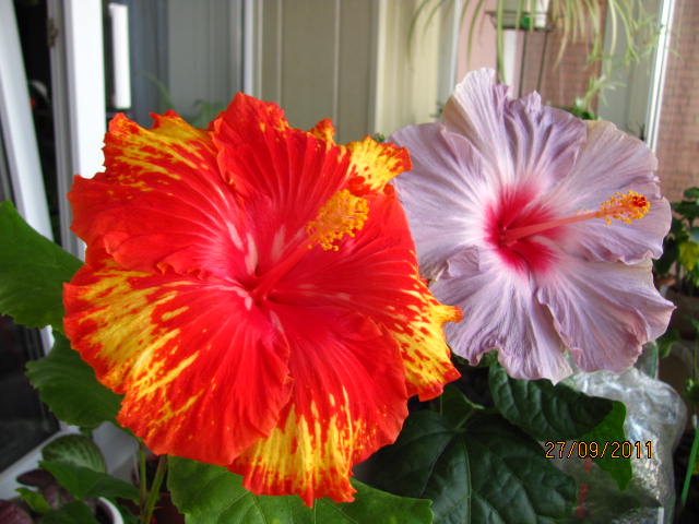 Sun Shower и Pacific Pearl