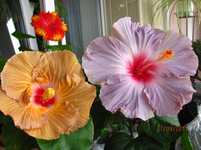 Lucky Devil и Pacific Pearl