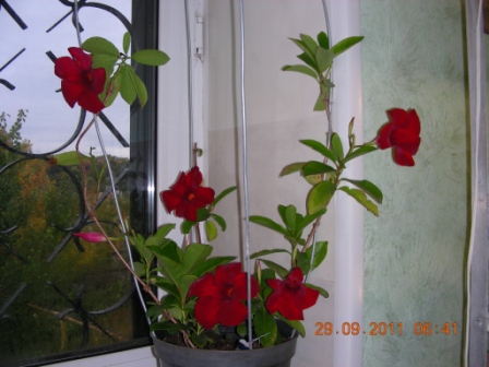 Копия zfjq 012.jpg