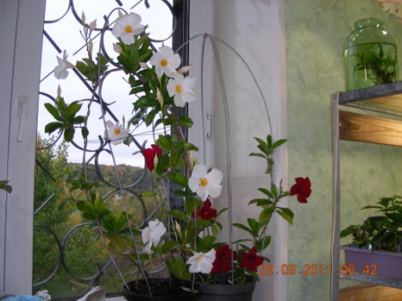 Копия zfjq 013.jpg