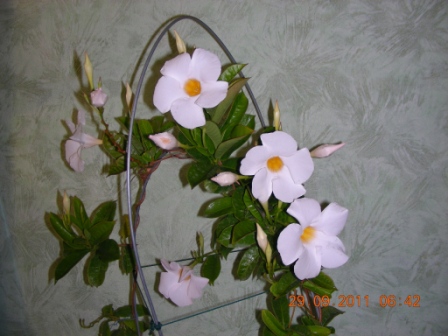 Копия zfjq 015.jpg