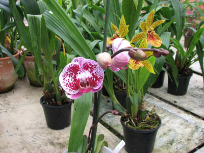 Doritaenopsis Chain Xen Pearl.jpg